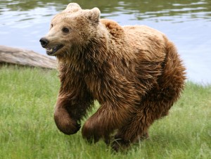 Lee más sobre el artículo Osos pardos en libertad